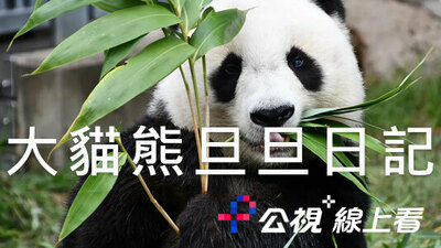 大猫熊旦旦日记