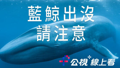 藍鯨出沒請注意