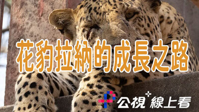 花豹拉納的成長之路