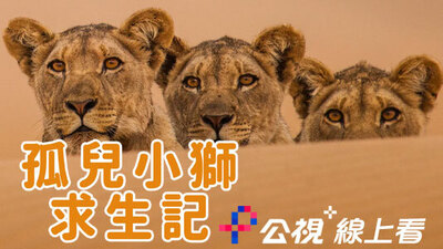 孤兒小獅求生記